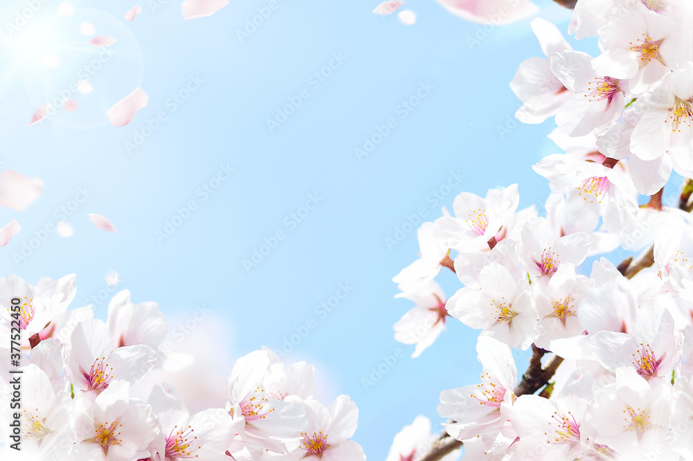 桜の花びら舞う空と太陽光のフレーム Stock Photo Adobe Stock