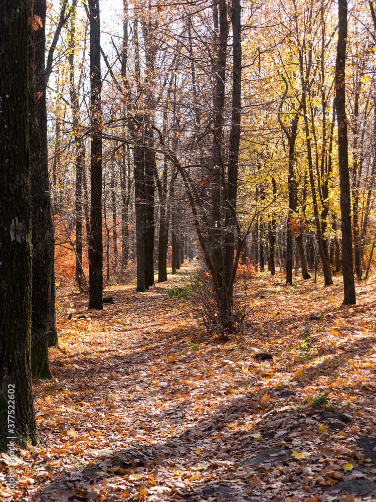 Obraz premium Colorful mixed deciduous forest. Autumn forest in the morning light. Beautiful nature background. Amazing romantic landscape with mysterious autumn forest.