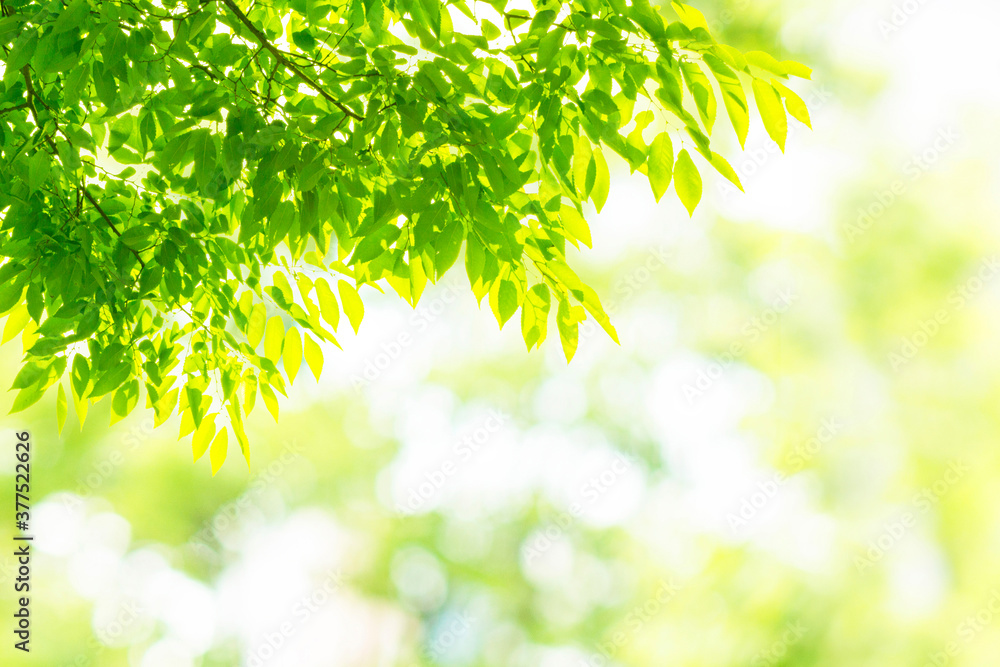 新緑の葉の自然背景テクスチャ