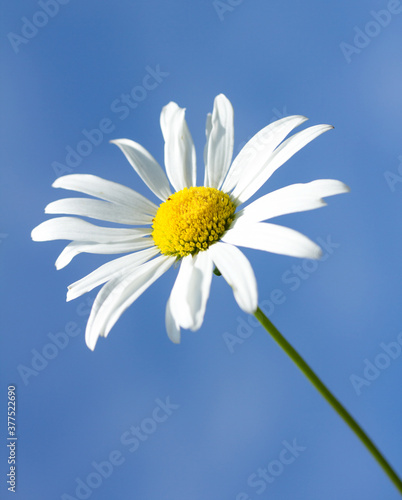 White daisy on a background of blue sky