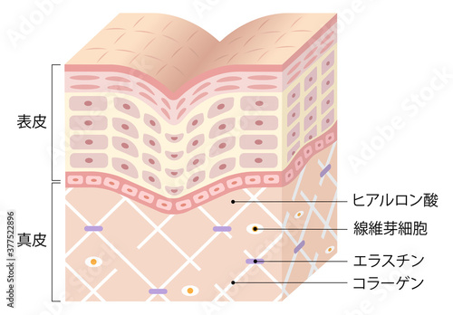 しわ　肌の断面図