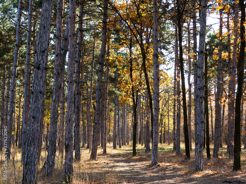 Fototapeta premium Wide panoramic view of Pine forest with beautiful golden morning side light. Amazing romantic landscape with mysterious autumn forest. Autumn forest in morning light. Beautiful nature background.