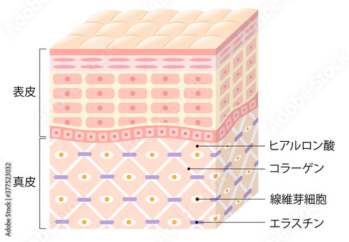肌　断面図