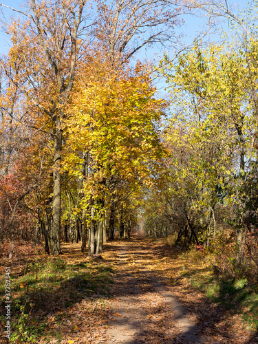 Colorful mixed deciduous forest. Autumn forest in the morning light. Beautiful nature background. Amazing romantic landscape with mysterious autumn forest.