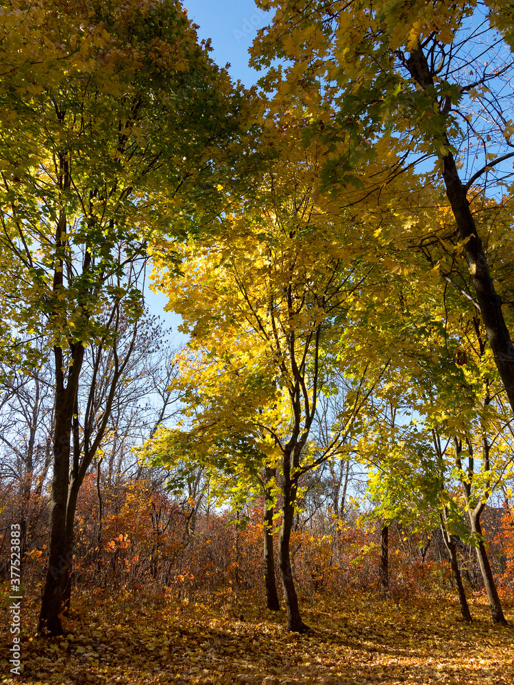 Fototapeta premium Colorful mixed deciduous forest. Autumn forest in the morning light. Beautiful nature background. Amazing romantic landscape with mysterious autumn forest.