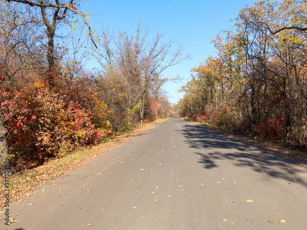 An asphalt road passes through the autumn deciduous forest in the morning light. Сolorful forest in the morning light. Authentic landscape. An asphalt road passes through the autumn deciduous forest in the morning light. Сolorful forest in the morning light. Authentic landscape.