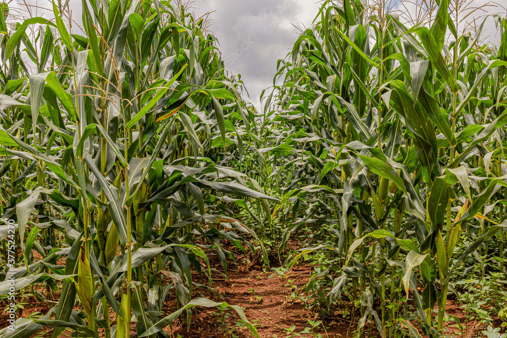 Corn fields and the sky before the rain Corn fields and the sky before the rain