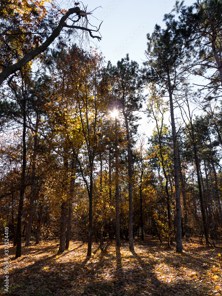 Fototapeta premium Colorful mixed deciduous forest. Autumn forest in the morning light. Beautiful nature background. Amazing romantic landscape with mysterious autumn forest.