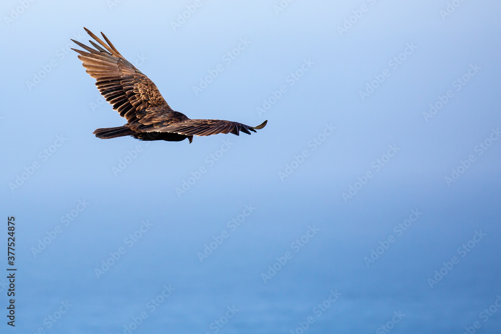 Fototapeta premium Turkey vulture soaring over the blue ocean and in a blue sky