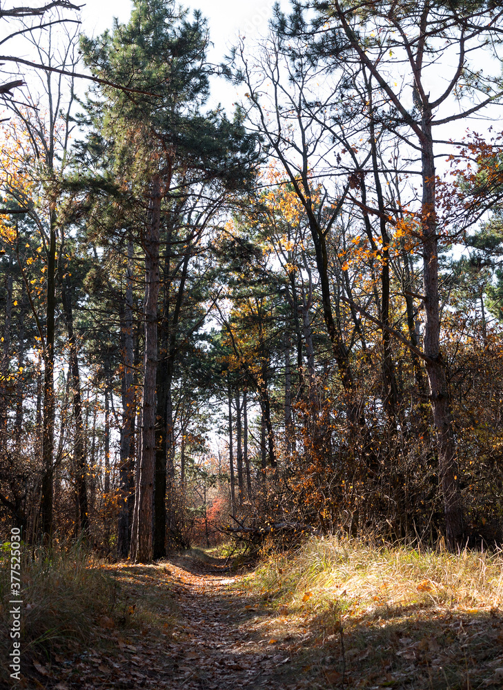 Obraz premium Wide panoramic view of Pine forest with beautiful golden morning side light. Amazing romantic landscape with mysterious autumn forest
