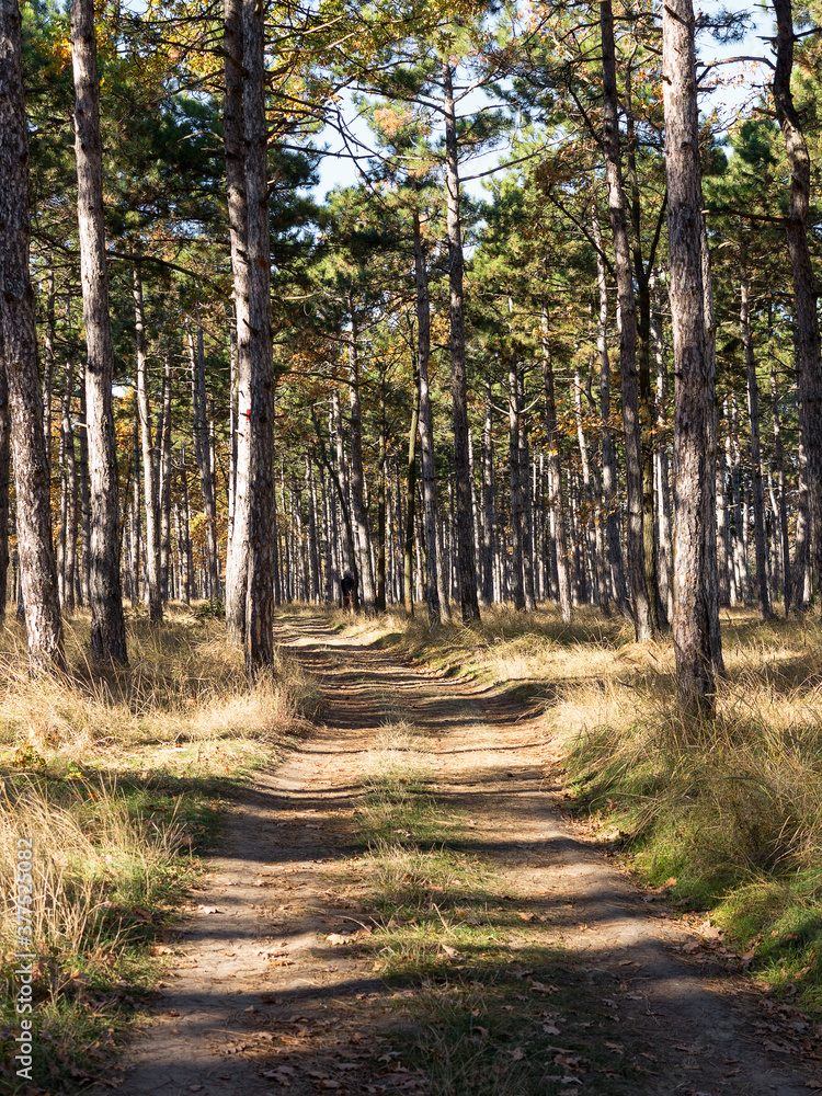 Wide panoramic view of Pine forest with beautiful golden morning side light. Amazing romantic landscape with mysterious autumn forest. Autumn forest in morning light. Beautiful nature background. Wide panoramic view of Pine forest with beautiful golden morning side light. Amazing romantic landscape with mysterious autumn forest. Autumn forest in morning light. Beautiful nature background.