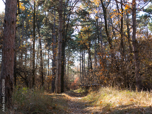 Wide panoramic view of Pine forest with beautiful golden morning side light. Amazing romantic landscape with mysterious autumn forest. Autumn forest in morning light. Beautiful nature background. © Elena
