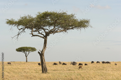 Maasai Mara landscape with trees and wildebeest  Kenya
