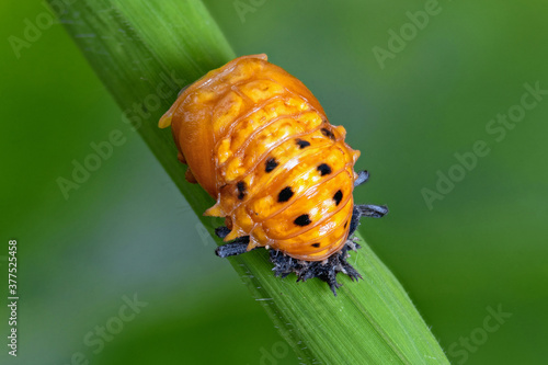 Obraz na plátně Closeup ladybug larva on green leaf