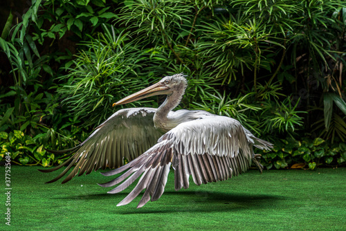 Big white pelican taking off.