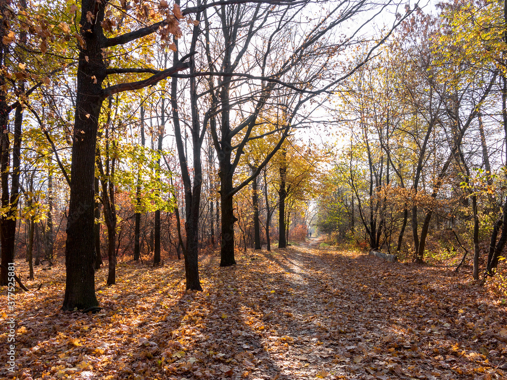 Obraz premium Colorful bright autumn city park. Leaves fall on ground. Autumn forest scenery with warm colors and footpath covered in leaves leading into scene.