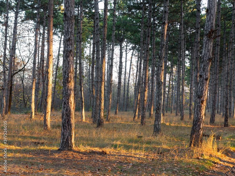 Wide panoramic view of Pine forest with beautiful golden morning side light. Amazing romantic landscape with mysterious autumn forest. Autumn forest in morning light. Beautiful nature background. Wide panoramic view of Pine forest with beautiful golden morning side light. Amazing romantic landscape with mysterious autumn forest. Autumn forest in morning light. Beautiful nature background.