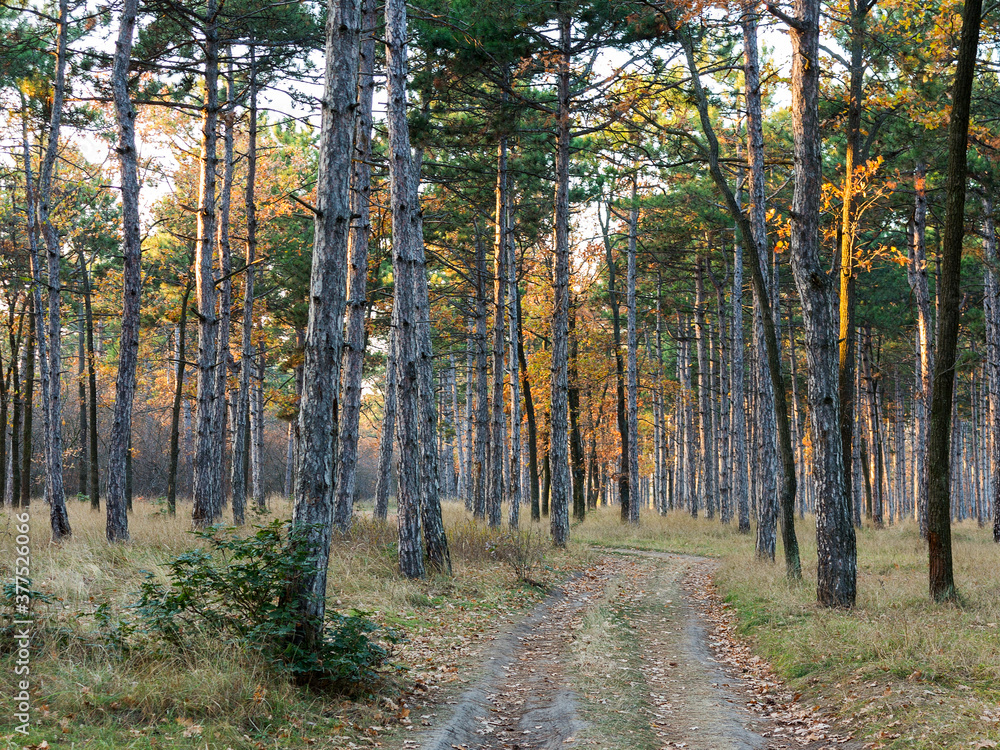 Colorful mixed deciduous forest. Autumn forest in the morning light. Beautiful nature background. Amazing romantic landscape with mysterious autumn forest.