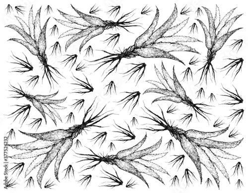Herbal and Plant, Hand Drawn Illustration Background of Green Aloe Vera Plants, Used in Traditional Medicine As A Skin Treatment.
