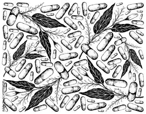 Vegetable and Herb, Hand Drawn Illustration Background of Kariyat or Andrographis Paniculata Plants with Pill. Ayurveda Herbal Medicine Used to Treat Infections and Some Diseases.
