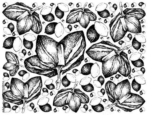 Nut and Bean, Illustration Background of Hand Drawn Sketch Fresh Plukenetia Volubilis, Sacha Peanut or Inca Nuts. Good Source of Omega Fatty Acids .
