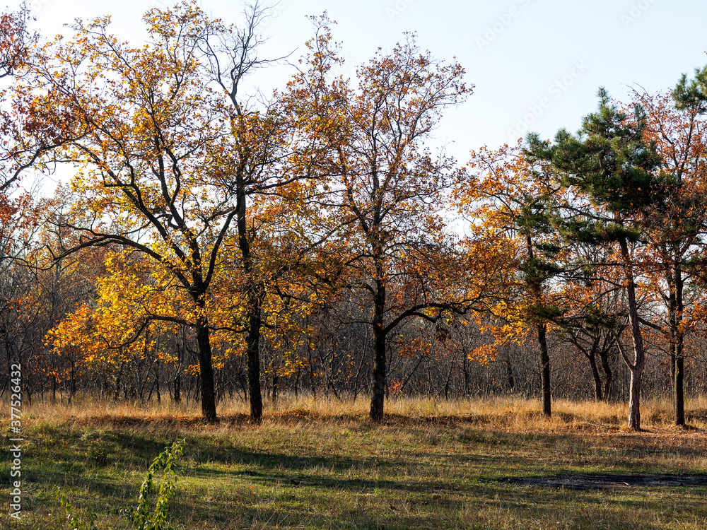 Colorful bright autumn city park. Leaves fall on ground. Autumn forest scenery with warm colors and footpath covered in leaves leading into scene. Colorful bright autumn city park. Leaves fall on ground. Autumn forest scenery with warm colors and footpath covered in leaves leading into scene.