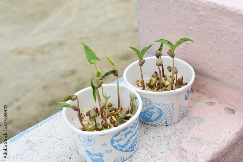 Kids Learn From Home Process Growing Sprouted Moong Dal For Science kids-learn-from-home-process-growing-sprouted-moong-dal-for-science