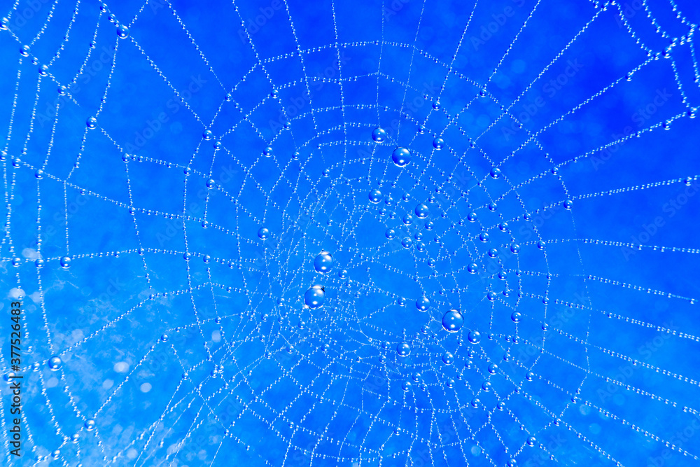 Naklejka premium Spider web covered in water droplets