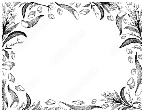 Vegetable and Herb, Hand Drawn Illustration Frame of Kariyat or Andrographis Paniculata Plants with Aloe Vera Leaf.

