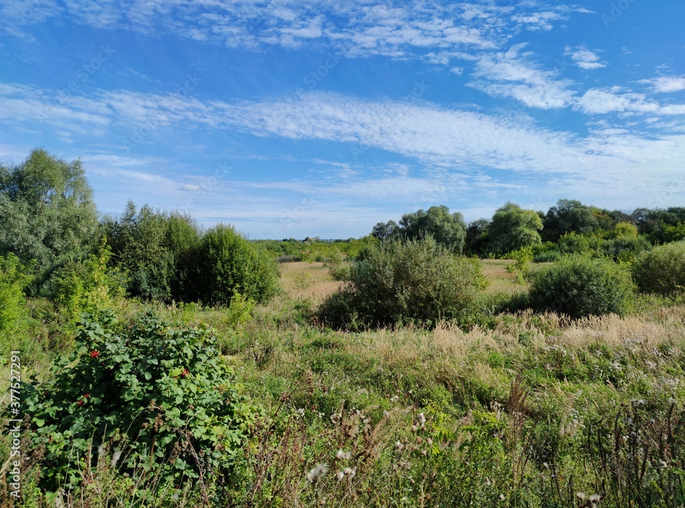 sunny landscape in a field with green bushes, trees and grass on a blue sky background sunny landscape in a field with green bushes, trees and grass on a blue sky background