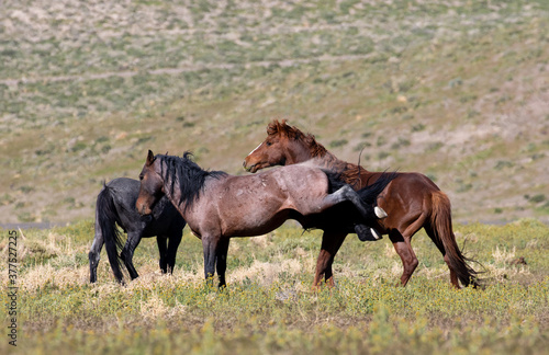 wild stallions