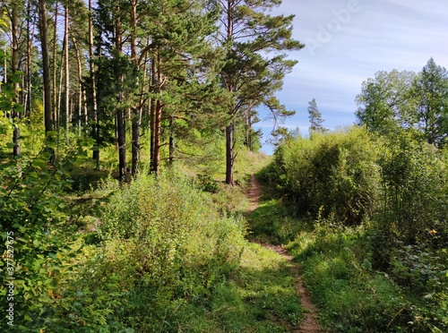 Fototapeta Naklejka Na Ścianę i Meble -  footpath near green pine forest against blue sky on a sunny day