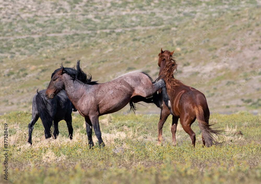 Fototapeta premium wild stallions
