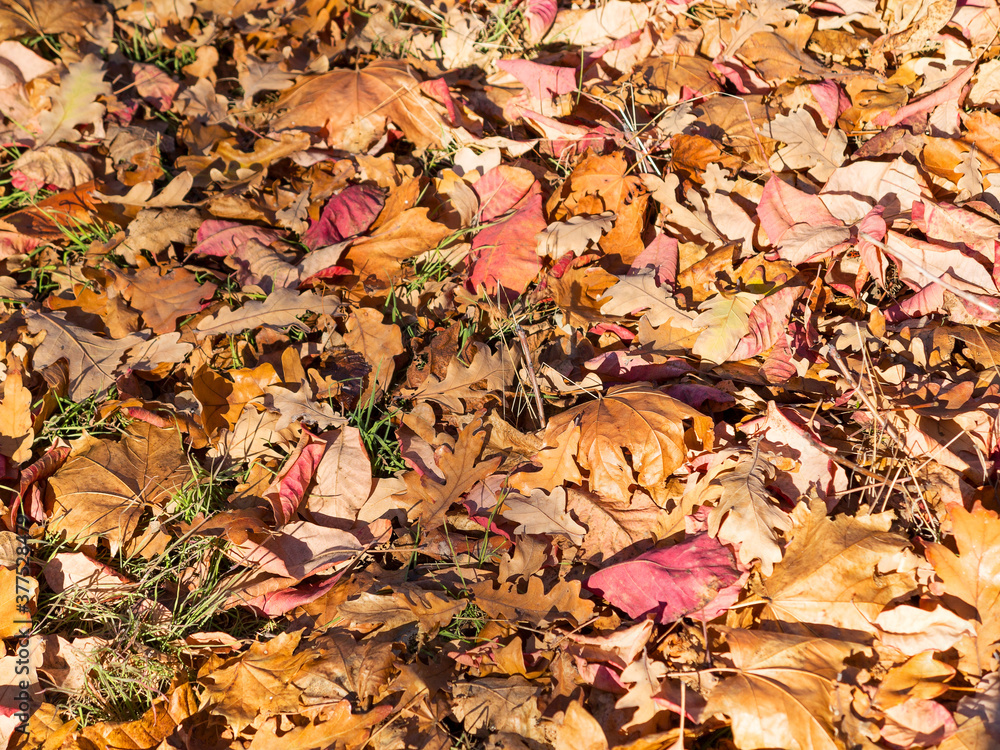 Creative background of yellow and red leaves. Authentic bright background for your projects. Color mixed deciduous forest. Autumn forest in the morning light. Creative background of yellow and red leaves. Authentic bright background for your projects. Color mixed deciduous forest. Autumn forest in the morning light.