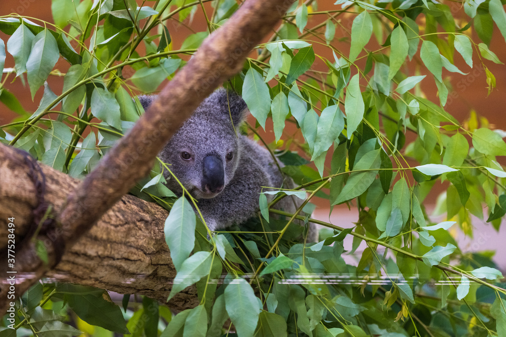 Fototapeta premium コアラ