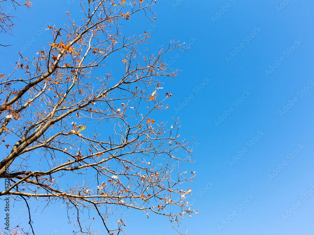 Obraz premium The warm autumn sun shining through golden treetops, with beautiful bright blue sky. Creative background of yellow and red leaves.