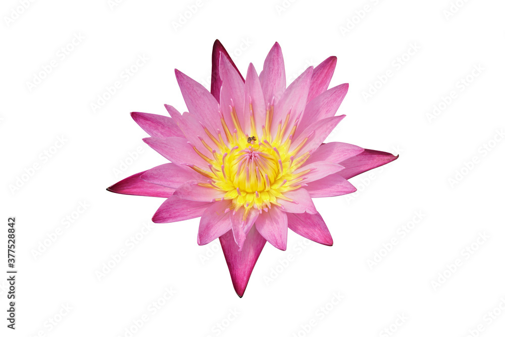 Dandmameaw Nymphaea lotus isolated on a white background, Pink lotus.