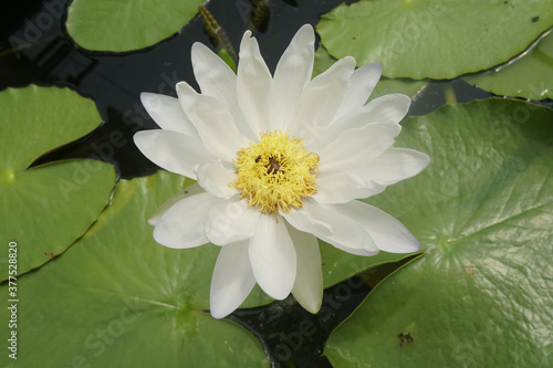 White Yenta Nymphaea lotus blooming in the pond.