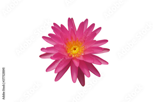 Pink Silk Nymphaea lotus isolated on a white background with clipping path.