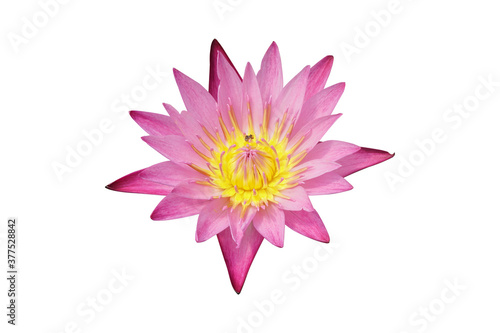 Dandmameaw Nymphaea lotus isolated on a white background  Pink lotus.