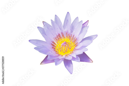 Purple Doa Fah Nymphaea lotus isolated on a white background with clipping path.