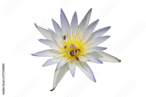 Bees are feeding on the pollen lotus flower, isolated on a white background with clipping path.