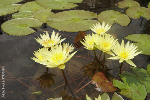    Yellow Pinwaree Nymphaea lotus blooming in the pond.