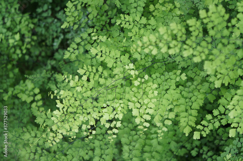Green background of maidenhair fern, Bush Maidenhair Fern or Adiantum latifolium Lam. sotf focus. © Montree