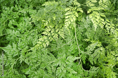 Green of davallia fejeensis background. Davallia fejeensis is a species of fern in the family Davalliaceae, commonly referred to as Rabbit's Foot Fern. photo