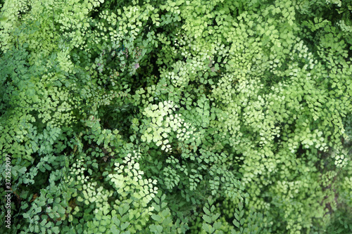 Green background of maidenhair fern, Bush Maidenhair Fern or Adiantum latifolium Lam. sotf focus. photo