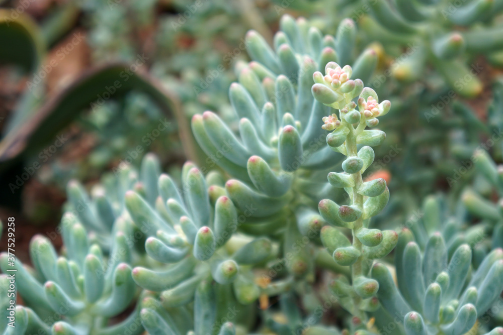 Sedum pachyphyllum (Jelly Beans) is a small succulent shrub. Sedum pachyphyllum (Jelly Beans) is a small succulent shrub.