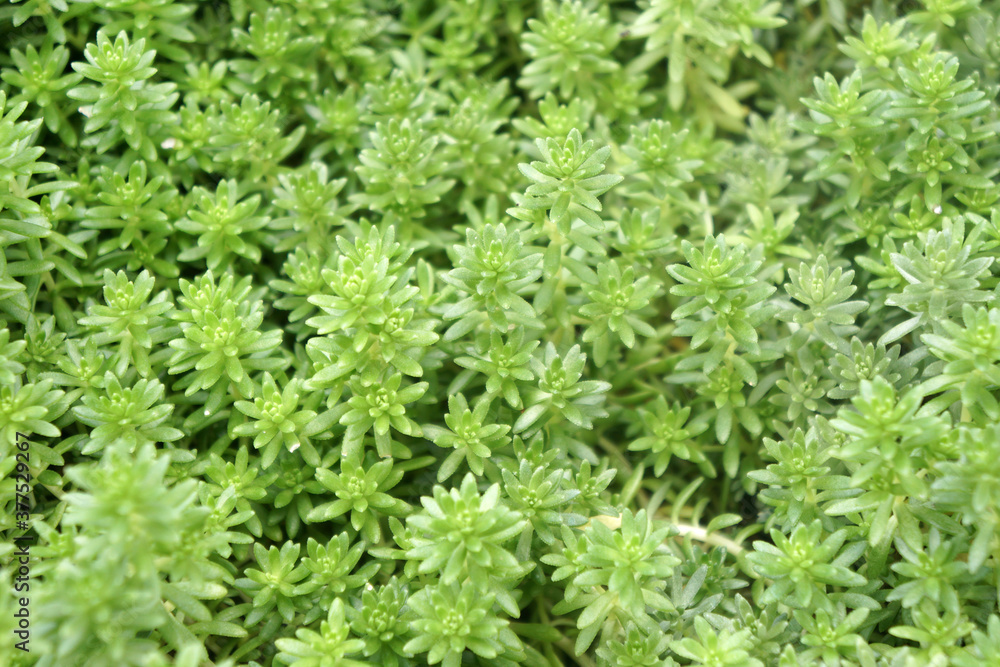 Sedum hispanicum glaucum is a low-growing, perennial, succulent plant. Sedum hispanicum glaucum is a low-growing, perennial, succulent plant.