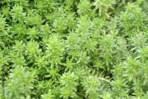 Sedum hispanicum glaucum is a low-growing, perennial, succulent plant.