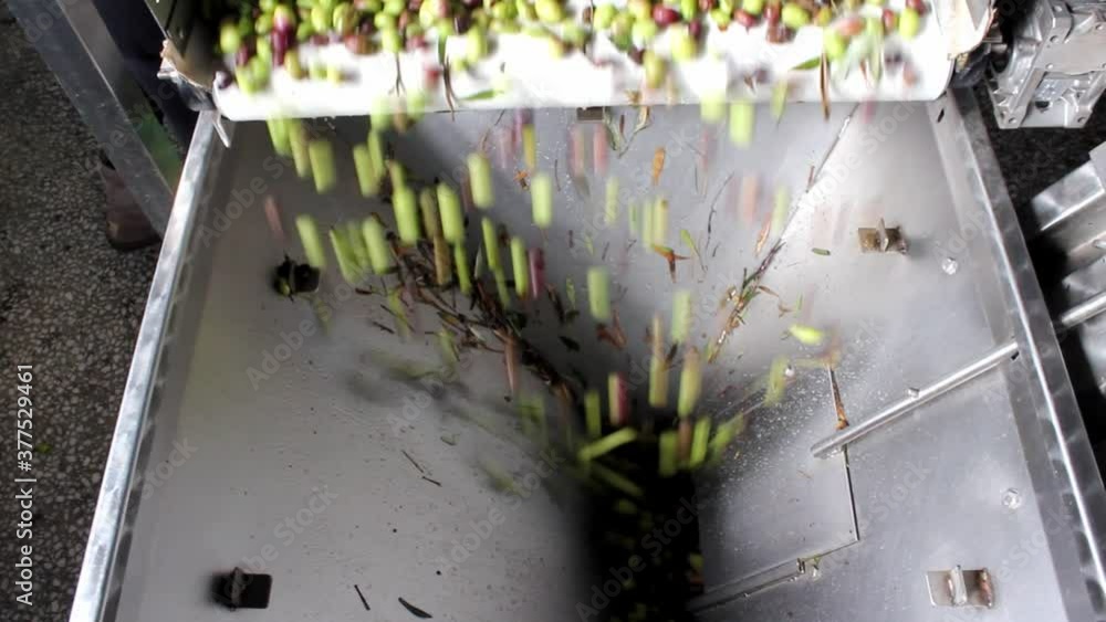 Cleaning olives with fresh water during extra virgin olive oil ...